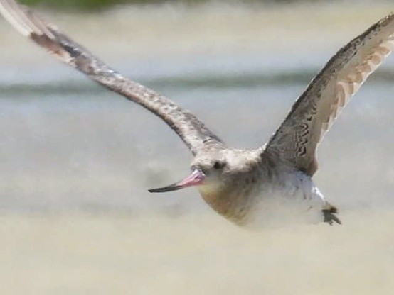 A grainy photo of bar-tailed godwit flying.