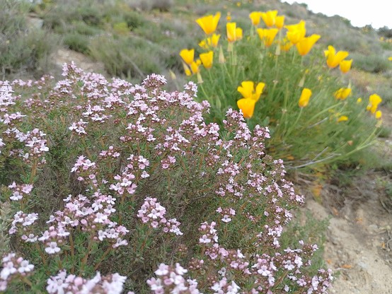 and purple heather stuff
