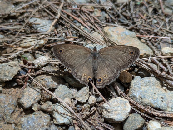 Graphita. https://inaturalist.nz/taxa/607229-Graphita