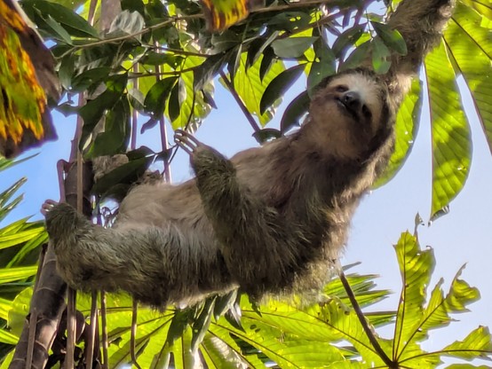 Three-toed sloth. It was quietly hanging in a tree beside our swimming pool.