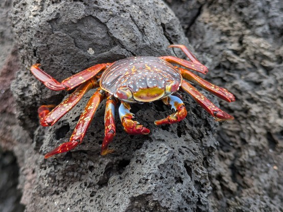 Sally Lightfoot picking at things on the rocks.