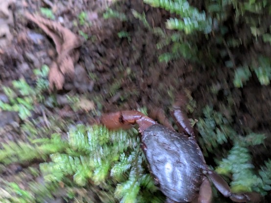 There was a crab(!!) on the walk at around 1700m. Investigation needed.