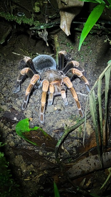 A female tarantula on the night walk. They can catch animals as large as birds and mice. Not interested in biting humans thankfully. Beautiful.
(photo not mine)
