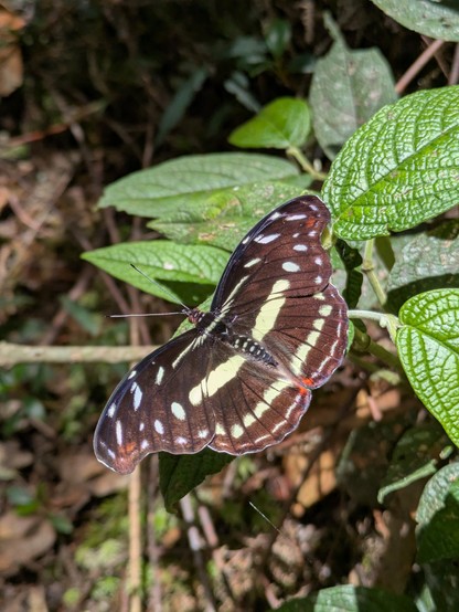 Another Cloud-forest catone. Apparently. Looks quite different to the previous one.