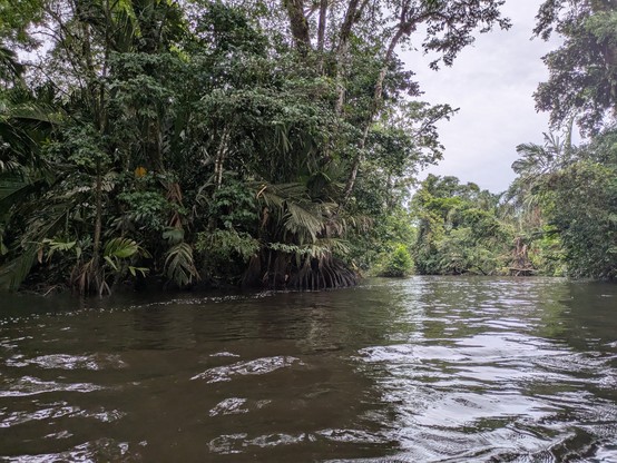 View from the riverboat of the forest