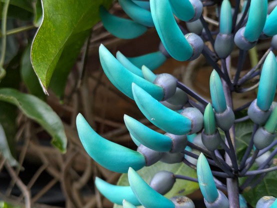 Jade vine
