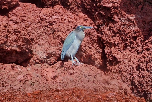 Striated heron. Photo taken while bobbing in the water.