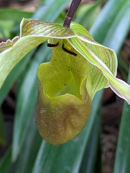 This orchid is slippery and insects fall into the cup but can climb up the back wall behind 