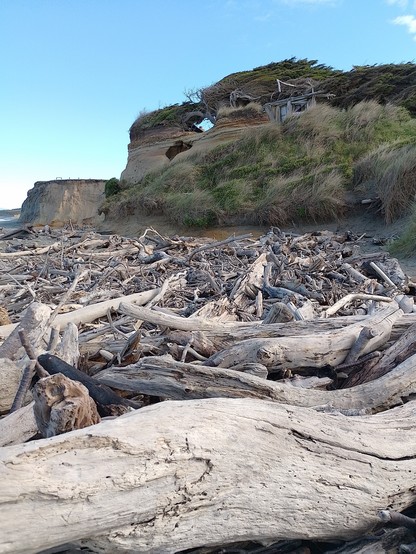 Wind twisted trees with driftwood