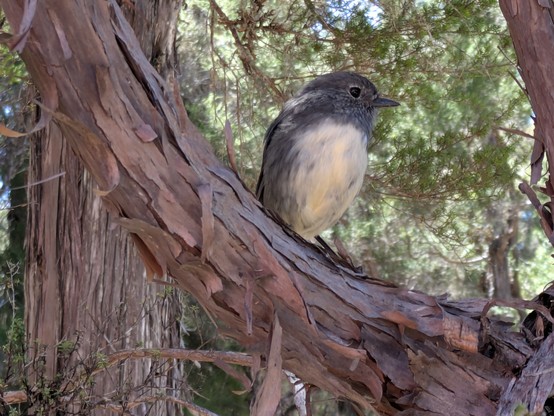 A serene Kakaruai (South Island Robin) watching us arrive.