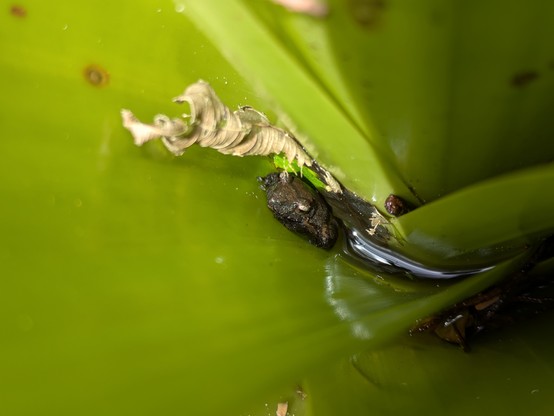 Grumpy-looking tiny frog in a bromelia. Might be a member of the Rain or Robber Frog (Pristimantis) genus. https://inaturalist.nz/taxa/64811-Pristimantis
