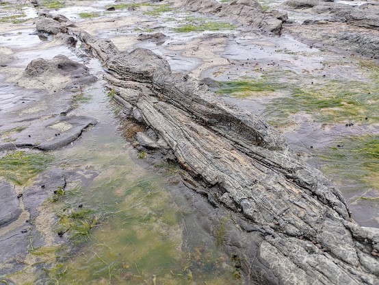 Fallen petrified logs from around 170 million years ago.