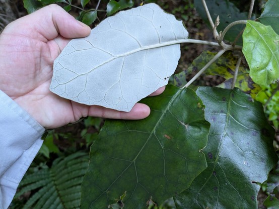 The Purex-like underside of a Rangiora leaf