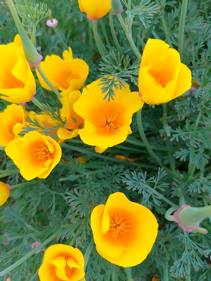 Gorgeous yellow wildflowers.
