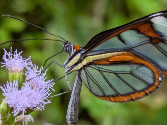 Patilla clearwing.
https://inaturalist.nz/observations/305061038
