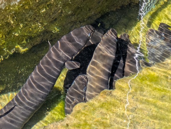 Baby eels checking out a paddle.
