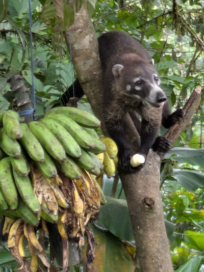 White-nosed Coati eating bananas. Related to racoons.