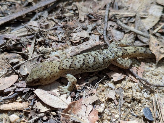 A not-very-well native gecko