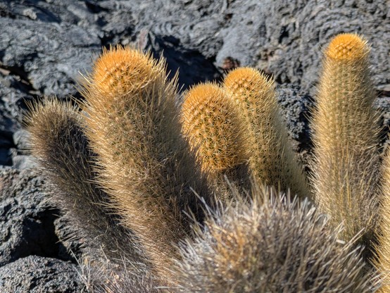 Lava cactus. A precarious existence.
