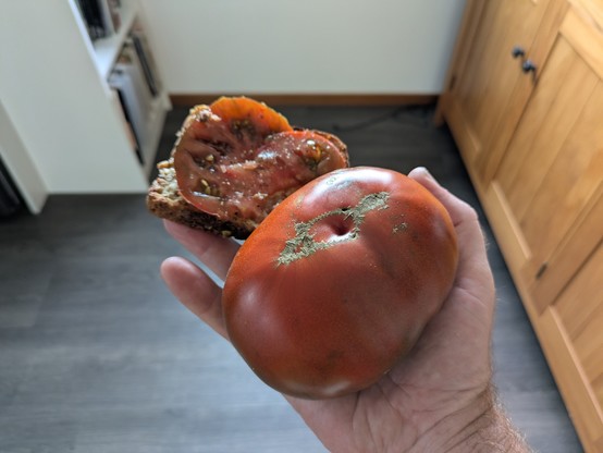 A huge black crim tomato (with Vogels toast for scale) that needed to be picked at home.