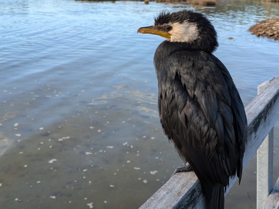 Kawaupaka (Little Shag) in Marahau at the start of the Abel Tasman track