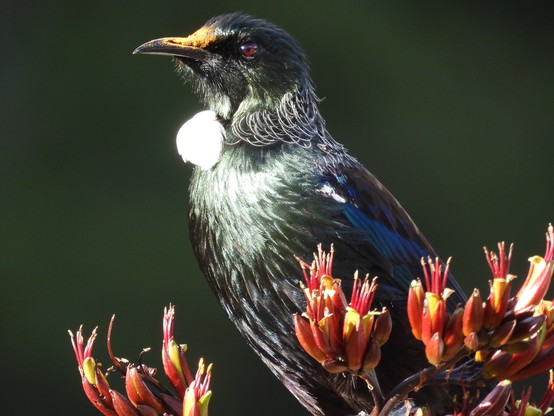 Tui in evening sun