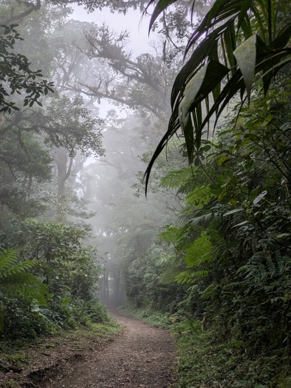Cloud forest