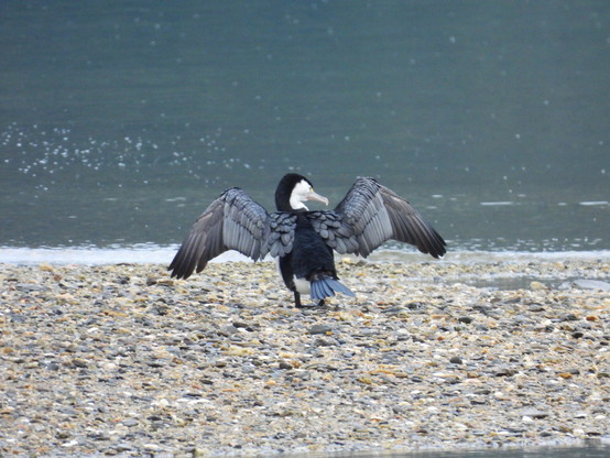 A little shag drying its wings on the shore at Momorangi. Lots of stingrays here, too.