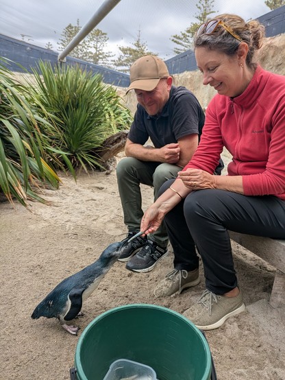 Sally feeding a shy penguin