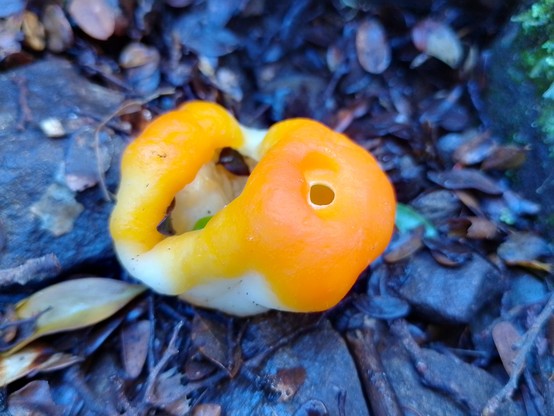 Berggrenia aurantiaca https://inaturalist.nz/taxa/381380-Berggrenia-aurantiaca