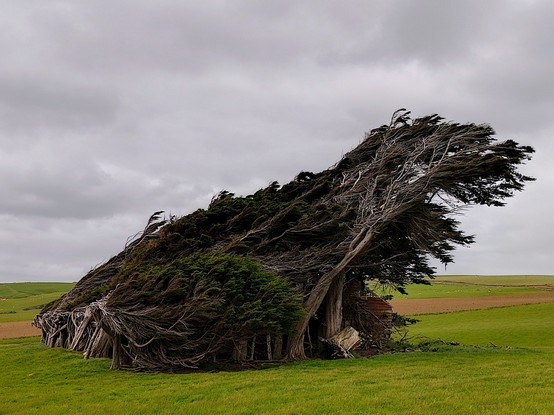 Iconic wind-bent trees near Slope Point.
