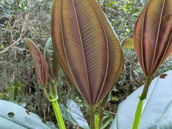 I don't know what these are but they look fake.