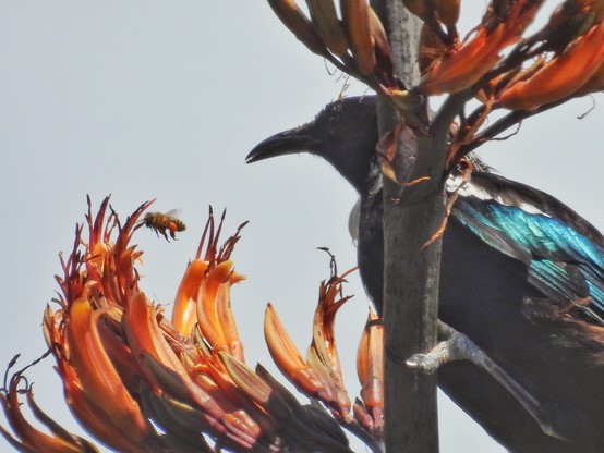 A bee and tūi on harakeke