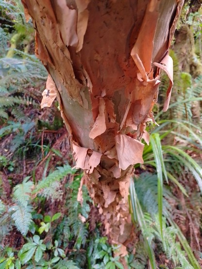Papery bark on a native fuschia (kōtukutuku)